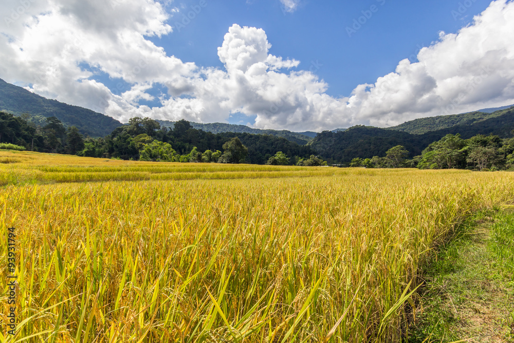Green Terraced Rice Field in Mae Klang Luang , Mae Chaem, Chiang Mai, Thailand