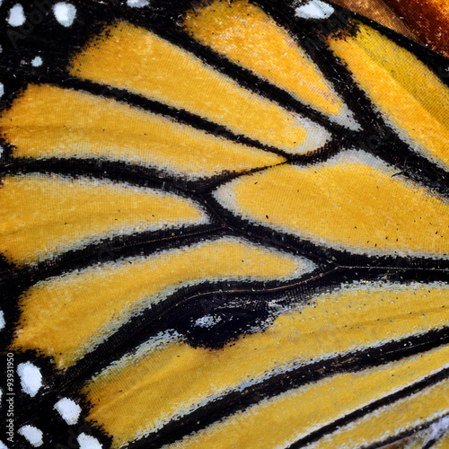 Close up of common Tiger Butterfly's wing texture photo