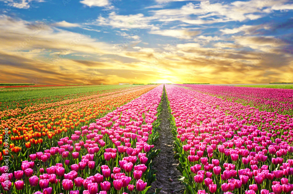 Naklejka premium Magiczny krajobraz ze wschodem słońca nad polem tulipanów w Netherl