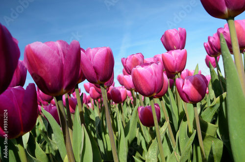Fantastic landscape with colorful flowers tulips against the sky