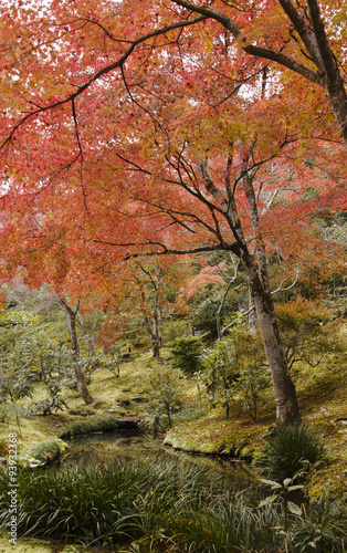 Maple fall foliage leaves tree  Japan