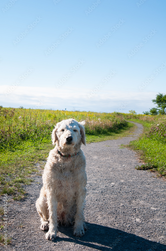 labradoodle dog outdoors on a walk on a trail