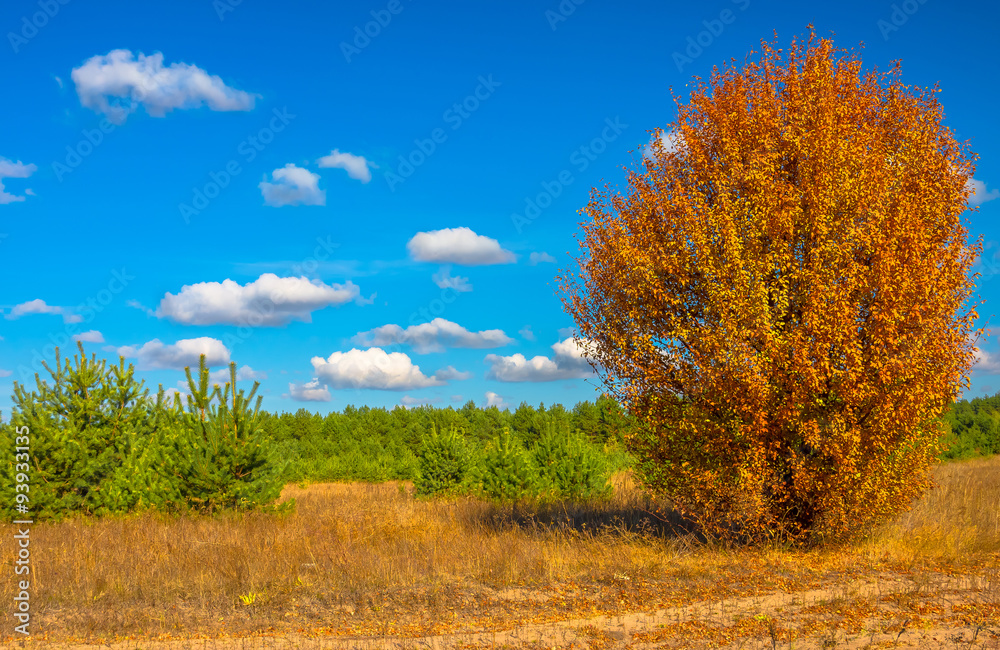 Autumn tree on dry meadow