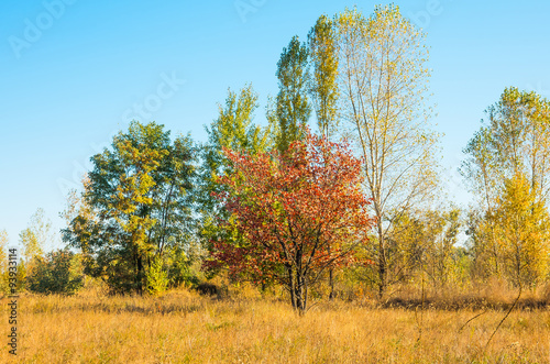 Autumn tree on dry meadow