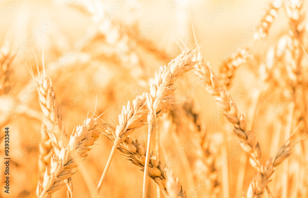 Obraz premium Ripe gold wheat