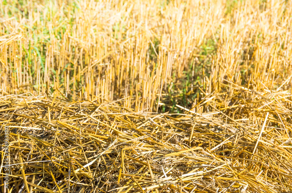 Fototapeta premium chopped wheat straw as a texture