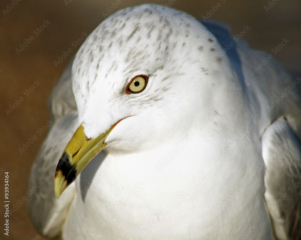 Close up of a beautiful Ring-Billed seagull with its distinctive beak and yellow eyes. Head slightly tilted downwards
Close up of a beautiful Ring-Billed seagull with its distinctive beak and yellow eyes. Head slightly tilted downwards