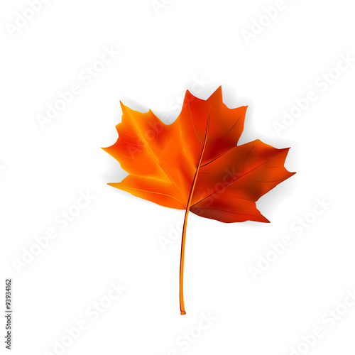 Autumn leaf - vector 