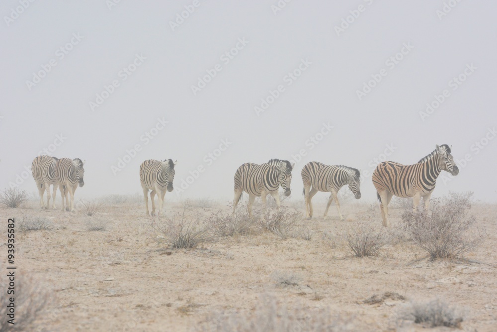 Naklejka premium Steppenzebras (Equus Quagga) im Sandsturm im Etosha Nationalpark.