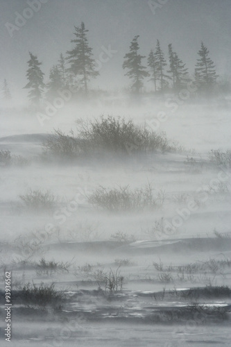 Canadian tundra. Churchill National Park, Canada. Arctic landscape. An excellent illustration.