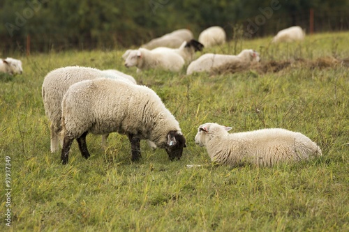 flock of sheep on pasture