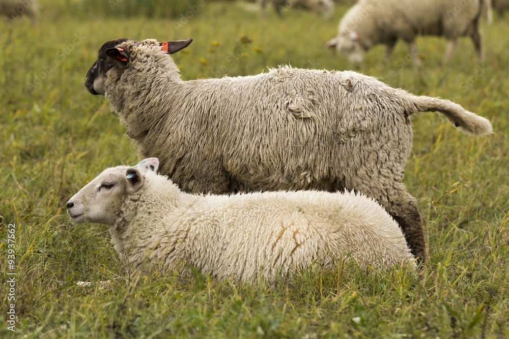 Obraz premium flock of sheep on pasture