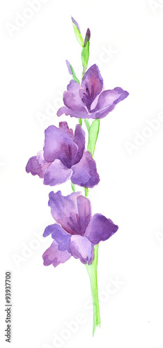 Leinwand Poster Branch of purple gladiolus/ branch of purple gladiolus flower watercolor paintin