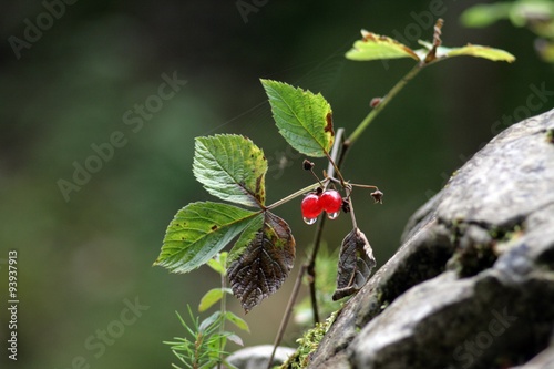 Wildbeeren photo