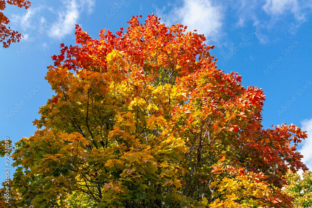 Yellow and red of maple leaves in autumn on a background of blue sky