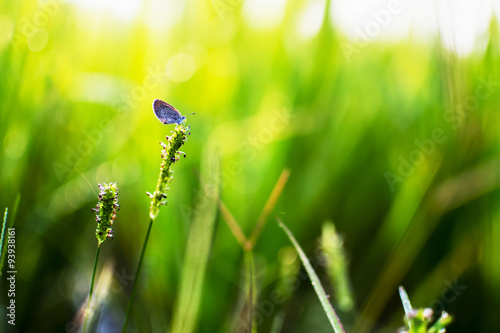 good morning with cute butterfly on green rice field.  © ijasper