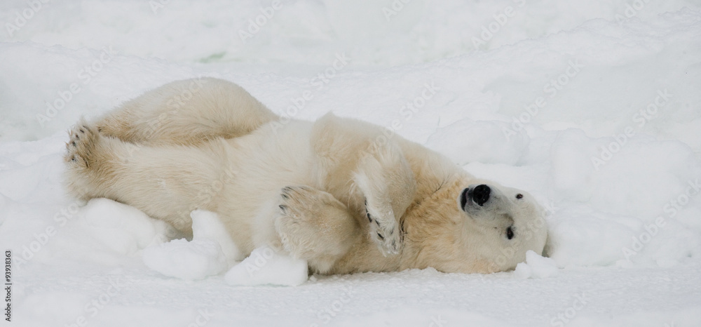 Obraz premium Polar bear lying in snow in the tundra. Canada. Churchill National Park. An excellent illustration.
