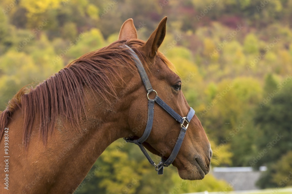 Obraz premium beautiful horse grazing on the meadow