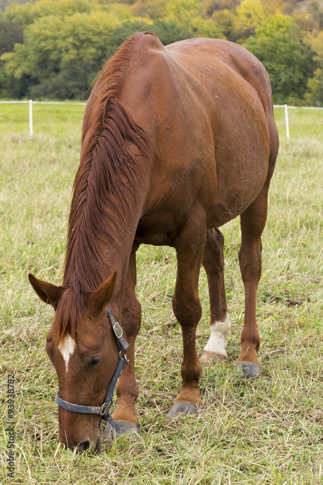 Fototapeta premium beautiful horse grazing on the meadow