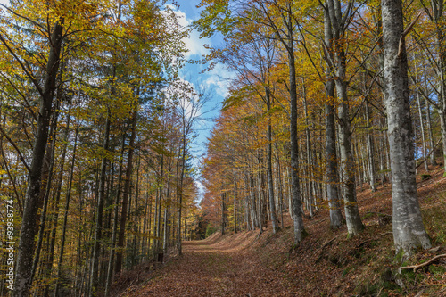 forêt des Vosges en automne