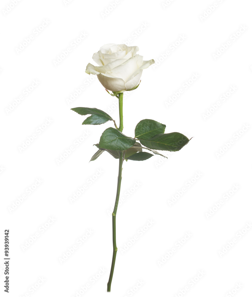 Naklejka premium pojedyncza biała róża na białym tle