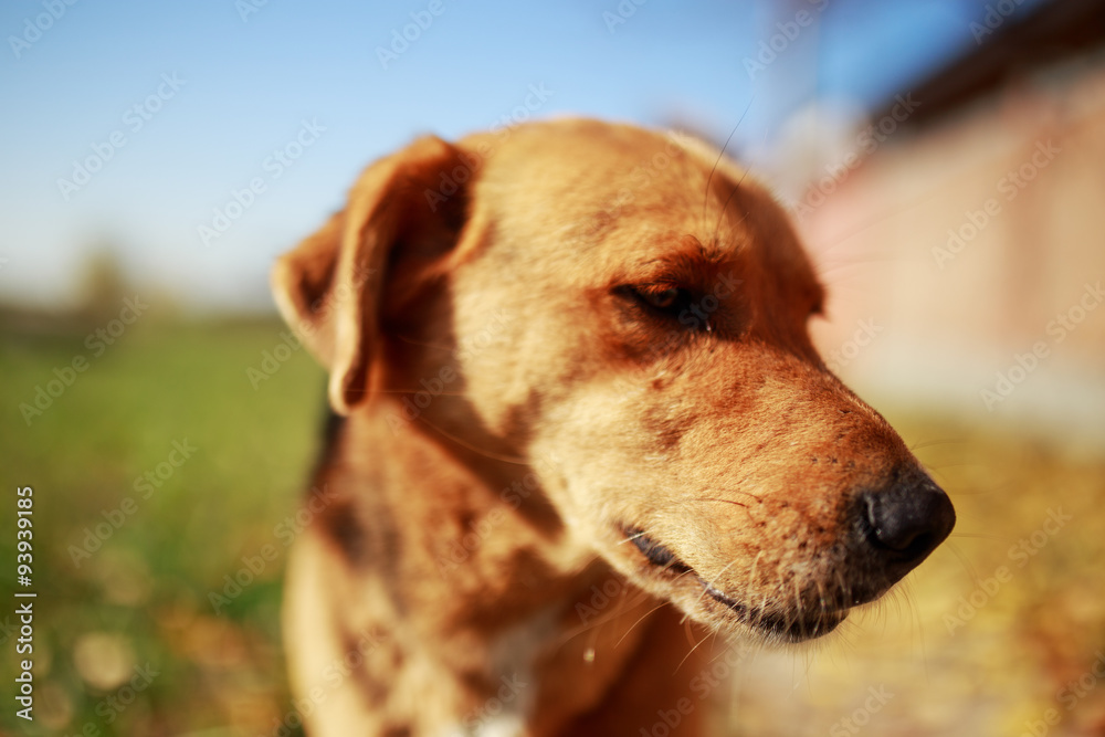 Dog close up outdoor photo Dog close up outdoor photo