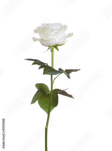 Fototapeta Naklejka Na Ścianę i Meble -  single white rose  isolated  background