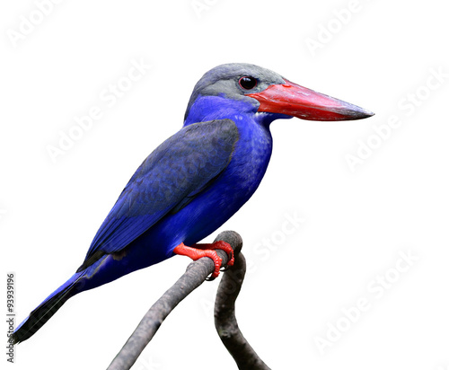 Exotic Blue Bird with red bills perching on brach isolated on wh