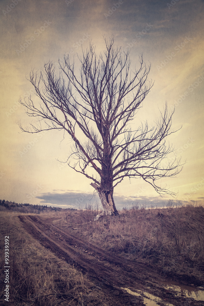 Fotografie Gloomy autumn landscape in vintage processing
