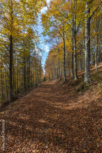 for  t des Vosges en automne
