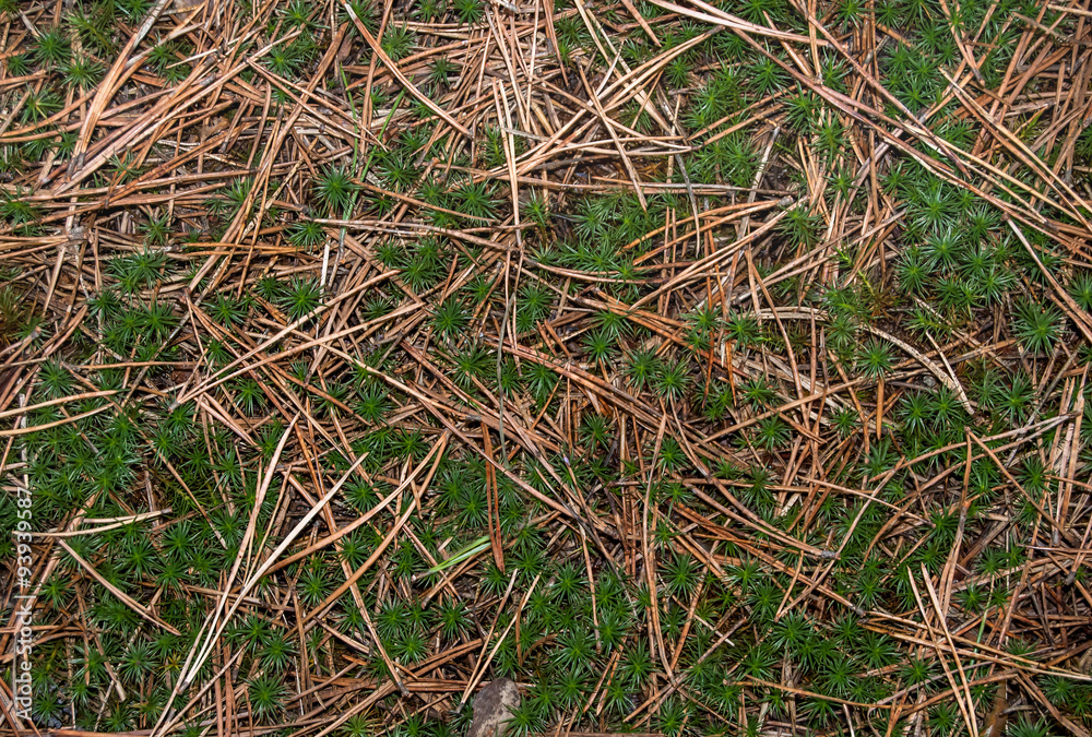 dry pine needles and grass as a background dry pine needles and grass as a background