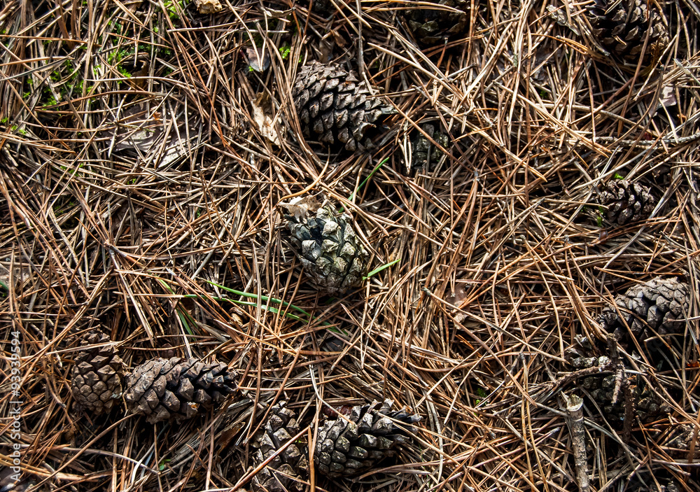cones on dry pine needles cones on dry pine needles