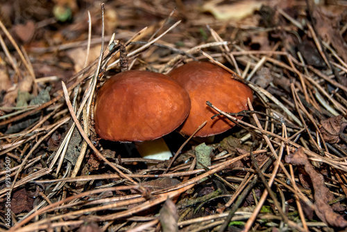 Mushrooms between dry pine needles