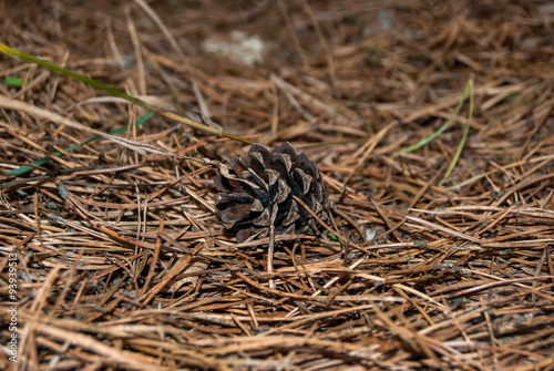 Pine cone on dry pine needles