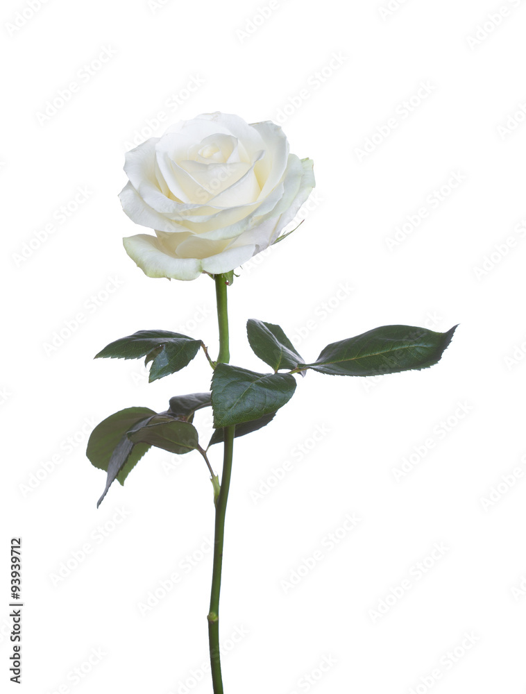 Fototapeta premium pojedyncza biała róża na białym tle