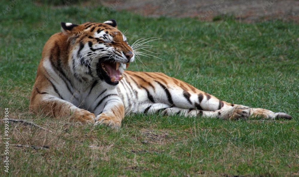 Tiger Tiger