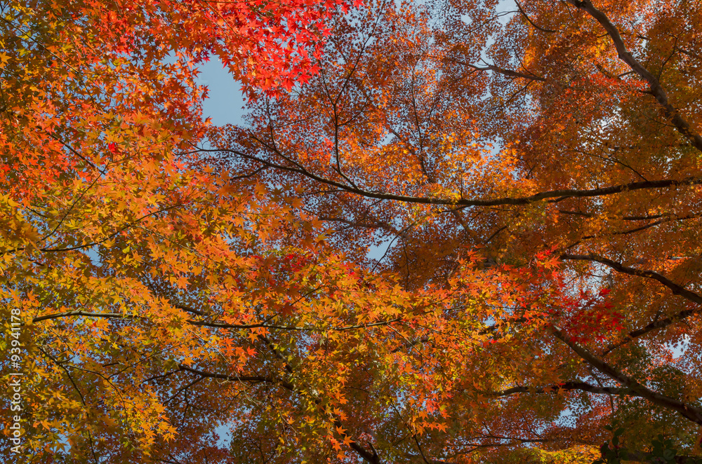 Branches of fall foliage maple leaves ,autumn season in Japan Branches of fall foliage maple leaves ,autumn season in Japan