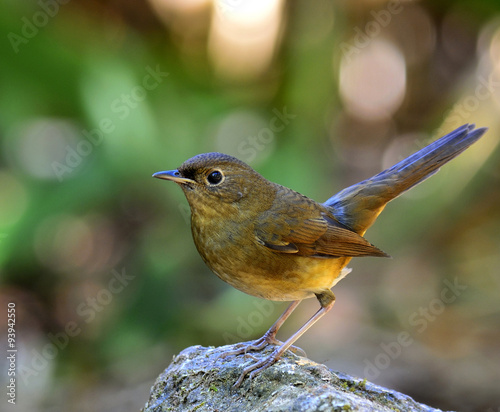 Female White-bellied Redstart (Hodgsonius phaenicuroides) standi photo