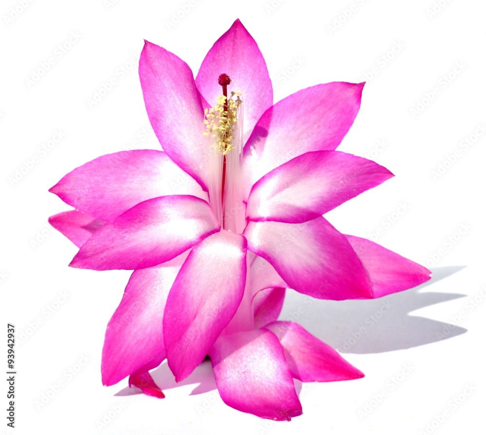 Closeup on pink Schlumbergera cactus flower