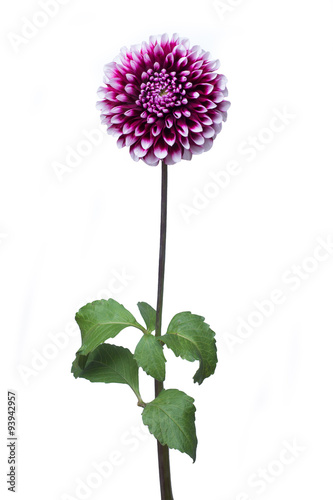 pink dahlia on a long stalk