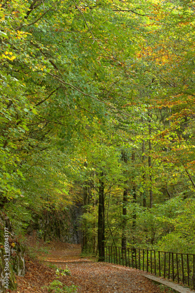 Fototapeta premium sentier de forêt en automne