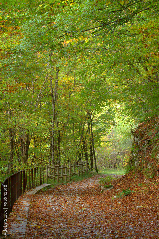Obraz premium sentier de forêt en automne