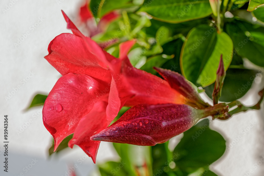 Fototapeta premium Pink flower with morning dew