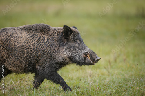 Wild boar running