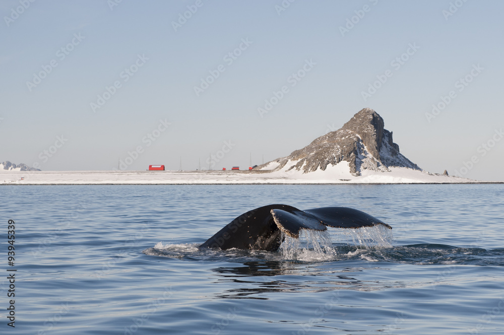 Obraz premium Humpback Whale tail