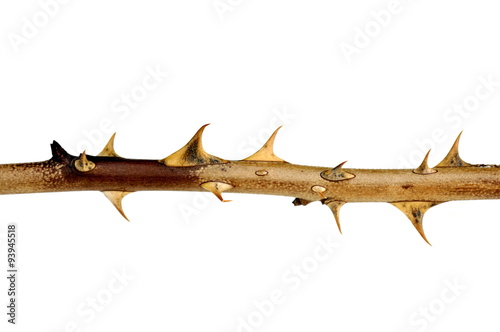 Brown thorns on white background