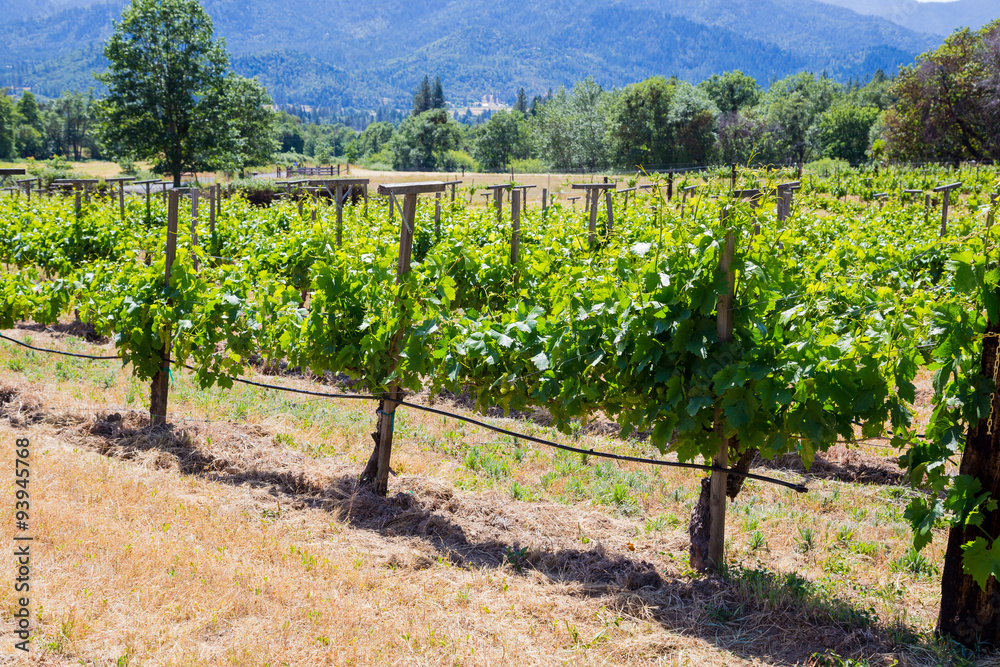 Vineyard Grape Growing