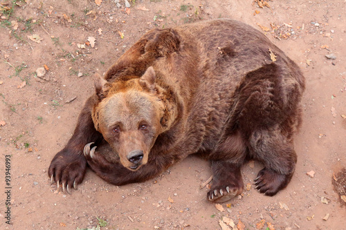 Wallpaper Mural Brown bear looking into camera while lying on the ground. Torontodigital.ca
