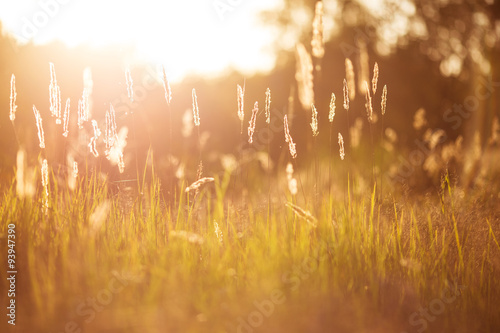 Golden grass at sunset