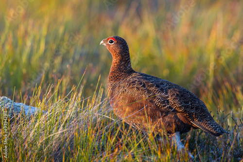 Fotografía Red Grouse